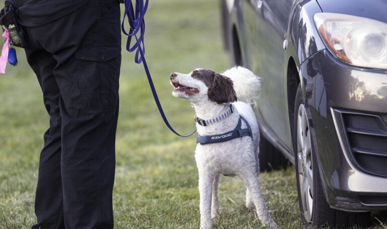 Dog participating in Scentwork vehicles search